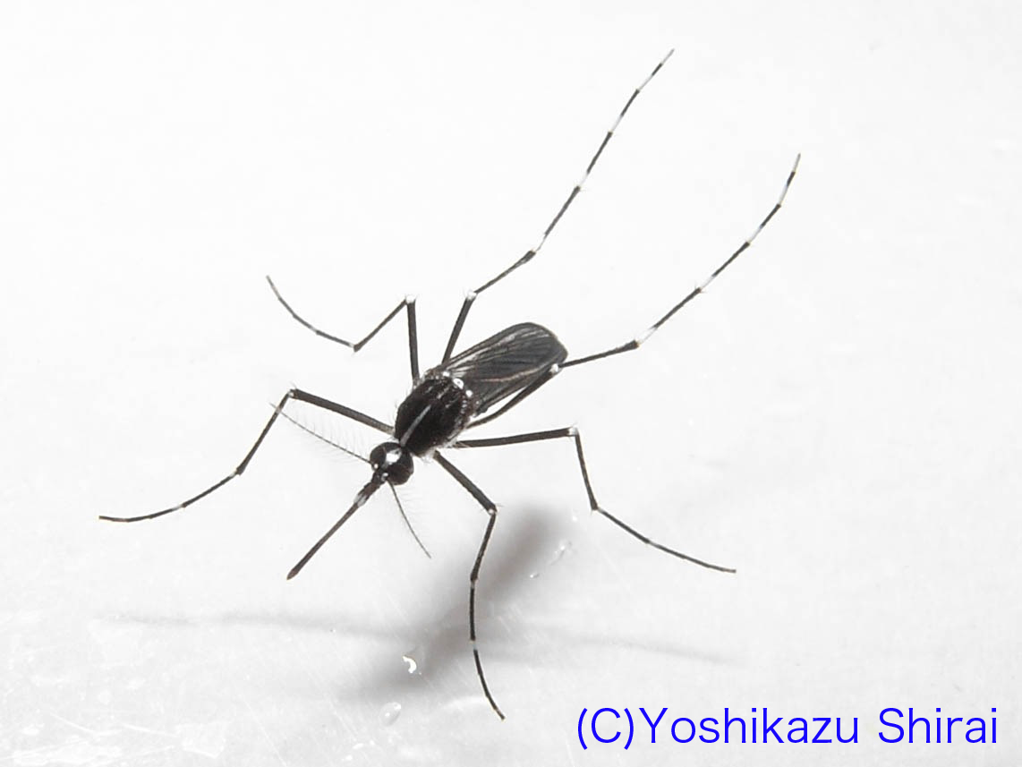 ヒトスジシマカ